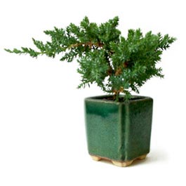 Bonsai
